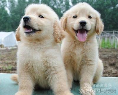 金毛犬批發(fā)價(jià)格與犬只寄養(yǎng)服務(wù)詳解