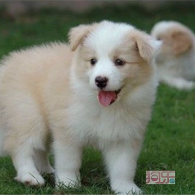 資陽地區出售聰明好訓練的邊境牧羊犬 疫苗齊全、完美售后與專業寄養服務