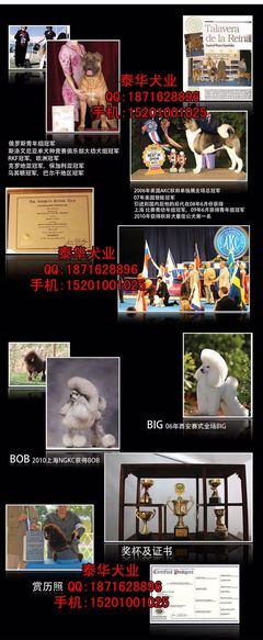 泰華犬業邊境牧羊犬售價詳解