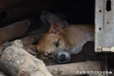 Lucy的故事 一只改變英國寵物銷售法的犬只