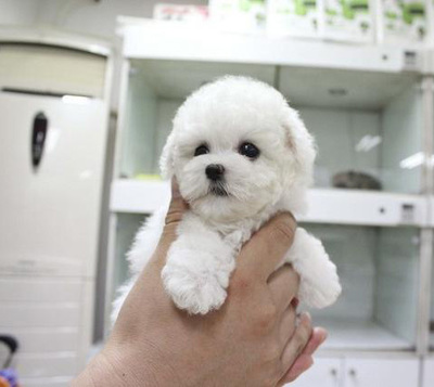 廣州購買小體比熊犬指南 價格、渠道與注意事項