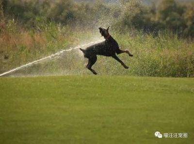 西安鉑肯犬舍 專業(yè)杜賓犬繁育與銷售專家