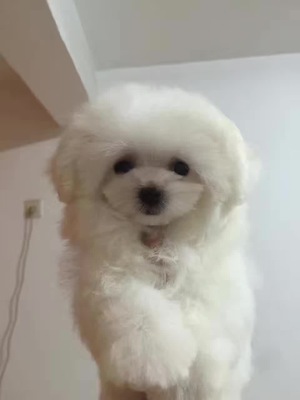 犬舍誠信直銷 健康純種馬爾濟斯幼犬，貼心送貨服務