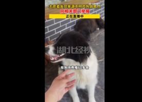犬只寄養(yǎng)全攻略 如何為愛(ài)犬選擇可靠的寄養(yǎng)服務(wù)