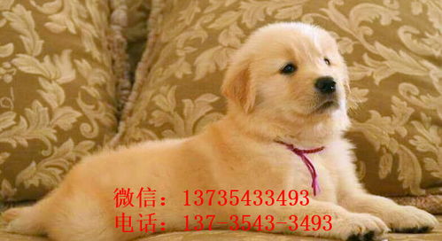 汕尾純種金毛幼犬 領(lǐng)養(yǎng)與購(gòu)買指南及犬只銷售市場(chǎng)信息