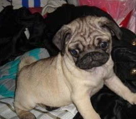 純種雙血統(tǒng)巴哥犬活體幼犬 鷹嘴精品，佛山寵物優(yōu)選