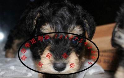專業(yè)繁殖賽級(jí)雪納瑞 精品犬只與寄養(yǎng)服務(wù)