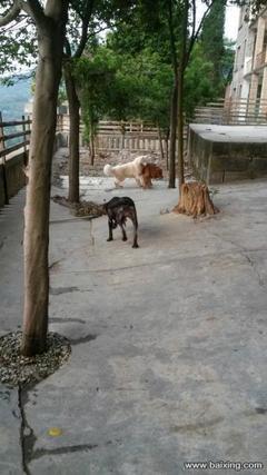 重慶大中型犬只寄養(yǎng)服務(wù) 專業(yè)、安全、貼心的選擇