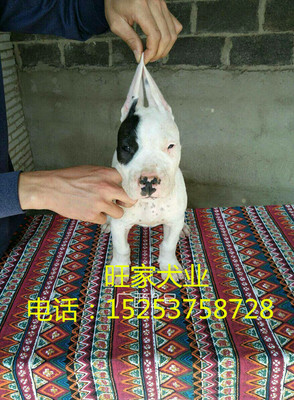 天津拉布拉多犬價(jià)格與購(gòu)買指南