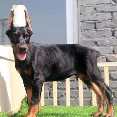 高加索犬 飼養(yǎng)指南、購(gòu)買渠道與犬只寄養(yǎng)信息