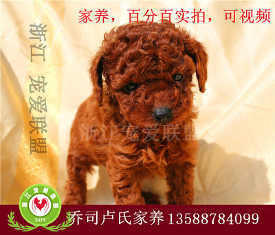 浙江寵愛(ài)聯(lián)盟官網(wǎng)犬只本地銷售與杭州19樓寵物交易綜合服務(wù)