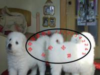 百色寵物狗犬只寄養(yǎng)指南 讓愛(ài)寵安心，讓主人放心