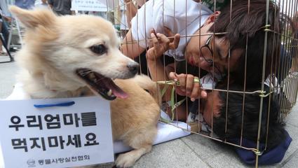 韓國禁食狗肉立法在即 傳統與現代文明的碰撞