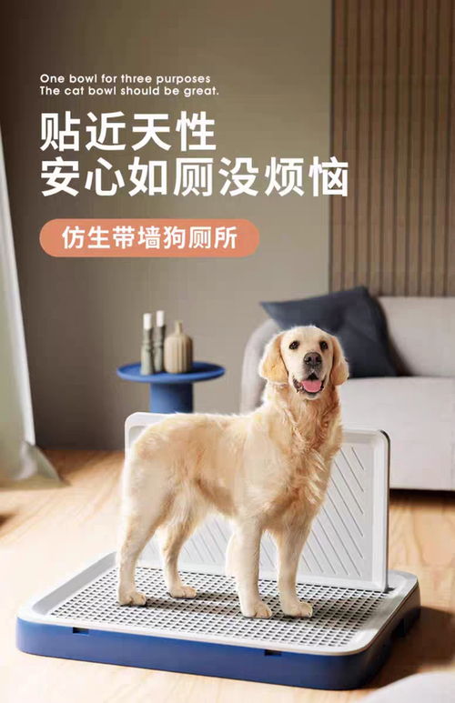 借本地化履約穿透東南亞寵物市場 大件寵物用品與犬只寄養(yǎng)的出海破局之道