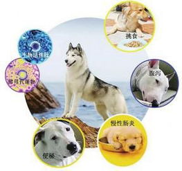 警惕寵物市場亂象 多數(shù)售犬實為無監(jiān)管的‘三無’寄養(yǎng)