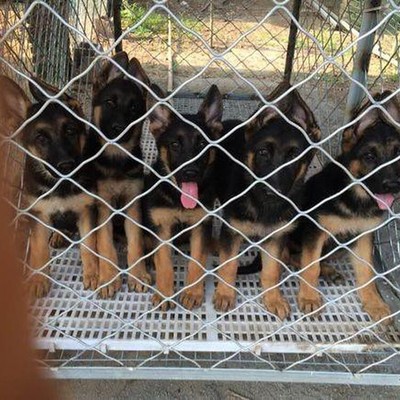 阜新中亞牧羊犬養(yǎng)狗場 專業(yè)繁育，守護與忠誠的源泉
