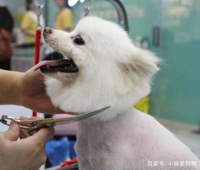 新手主人必讀 寵物幼犬的科學喂養(yǎng)與成長指南