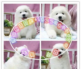 匠心培育，賽級薩摩耶精品之選，專業寄養呵護愛犬