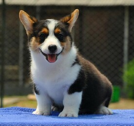 保山柯基犬飼養指南 犬只健康喂養與選購須知