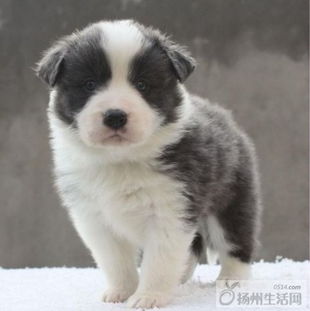 純種邊境牧羊犬幼犬熱售 聰明易訓，品相出眾的通脖通縫寶寶
