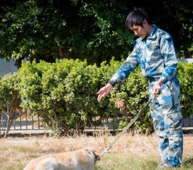 汕頭貓咪寵物店 專業犬只銷售，伴您開啟溫馨寵物生活