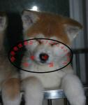 營口秋田犬寄養服務詳解 專業照料，讓愛犬安心度假