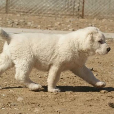 黃石杜高犬購買與寄養指南 如何尋找可靠的血統犬源與專業寄養服務