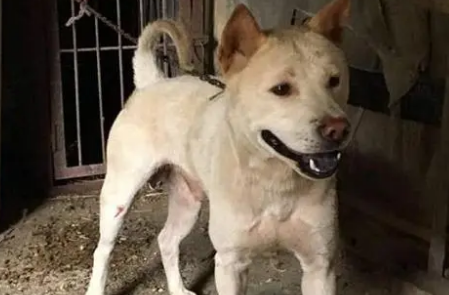 土獵犬市場價格與犬只寄養全解析