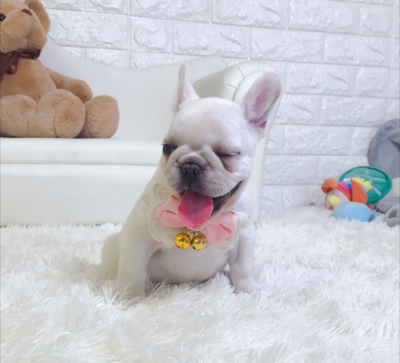 純種法牛英牛健康出售，專業寄養服務伴您愛犬成長