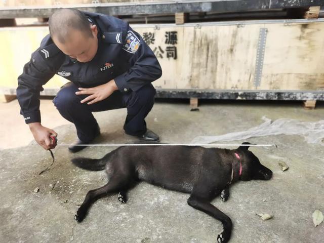 榮縣警方破獲毒鏢殺狗加工銷售案，查獲千余斤疑似毒狗肉