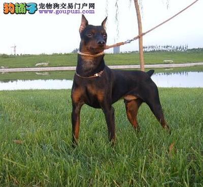 專業信賴之選 淄博最大正規杜賓犬舍，完美售后與終身協議的品質承諾