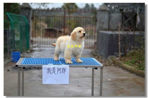 阿郎金毛犬舍 雙血統高品質金毛犬即將新家招募，攜手共筑愛寵事業