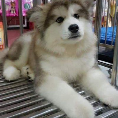 性格溫馴、毛色獨特 赤色褐色阿拉斯加犬的家養指南與選購注意事項